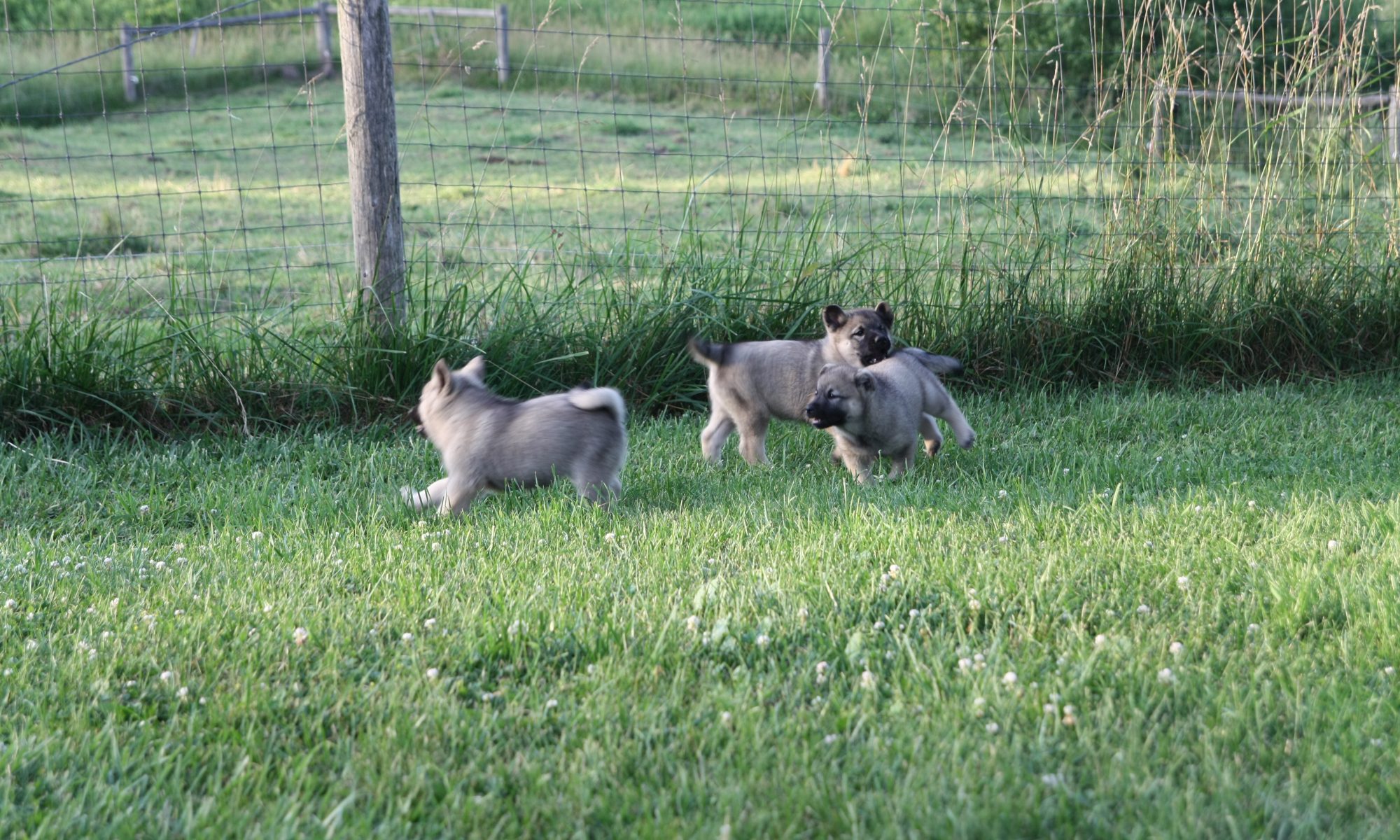 Elkhound pups playing